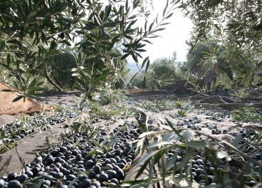  Aumenta la tensión en el mercado de los aceites de oliva virgen extra