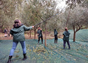 Vareando el olivar