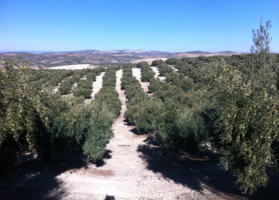 Nieve en el olivar