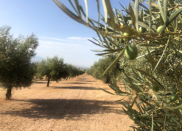 Campos de olivos en julio