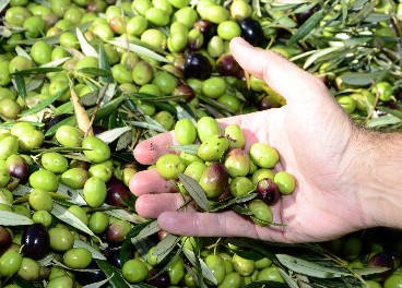 Aceituna en verde