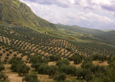 Olivar Sierra de Albayate