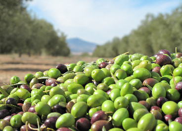 Aceitunas Capricho del Fraile