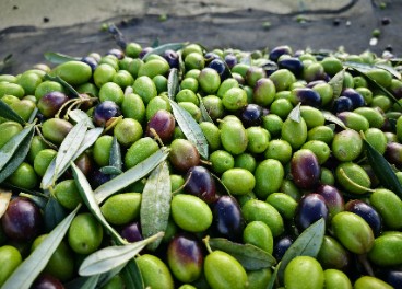 Aceitunas de la nueva cosecha