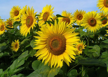 La cosecha de girasol en Andalucía caerá cerca de un 25%. Revista Olimerca.