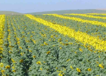 Los productores de girasol dispondrán de más tiempo para modificar sus  declaraciones de seguro. Revista Olimerca.