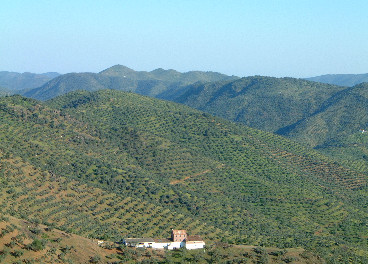 Paisaje Olivarera Los Pedroches