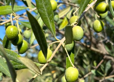 Foto: DOP Oli de l'Empordà