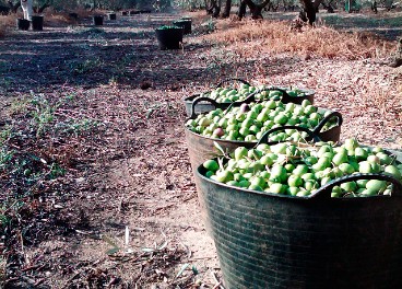 Aceitunas de verdeo