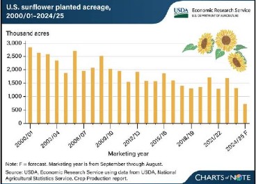 Balance girasol en Estados Unidos