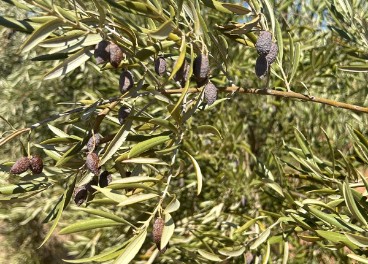 Olivos de secano en agosto, aceituna agostada