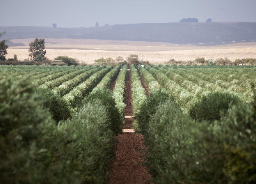 Zona del Alentejo, Portugal.