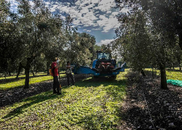 Recolección olivos de Aubocassa