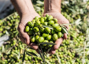 Recolección de aceituna verde