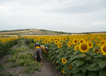 El girasol alto oleico desbanca al girasol convencional. Revista Olimerca.