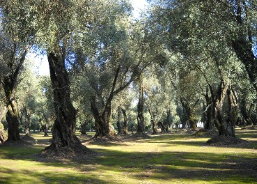 Olivos italianos