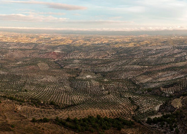 Olivares de Jaén