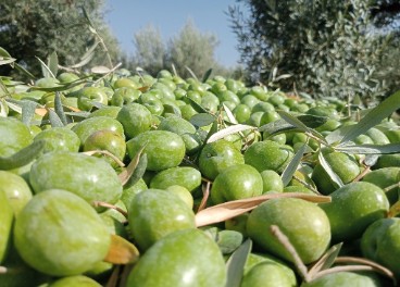 Aceituna gordal