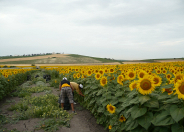 El aceite de girasol alto oleico le da la batalla al aceite de oliva  italiano. Revista Olimerca.